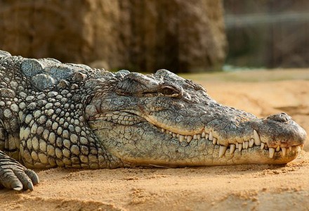 Crocodylia.jpg