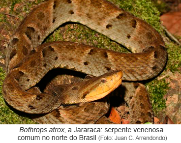 Bothrops atrox, a Jararaca - serpente venenosa comum no norte do Brasil (Foto Juan C. Arredondo)