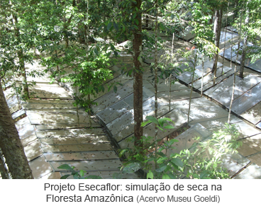 Projeto Esecaflor - simulação de seca na Floresta Amazônica