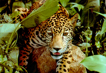 dia 3 - A pesquisa em unidades de conservação na Amazônia Oriental 1.png