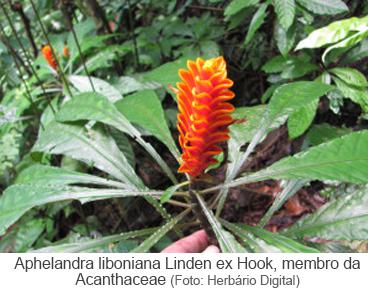 Aphelandra liboniana Linden ex Hook, mebro da Acanthaceae