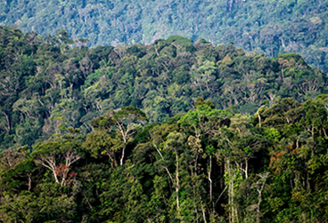 Amazônia tem 14 mil espécies de plantas com sementes.png