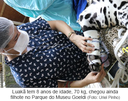 Luakã tem 8 anos de idade, 70 kg, chegou ainda filhote no Parque do Museu Goeldi