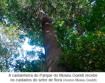 A castanheira do Parque do Museu Goeldi recebe os cuidados do setor de flora.png