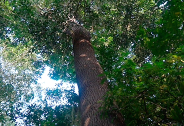 DIA 30 - Castanheira - uma das espécies de árvores mais longevas da Amazônia 1.png