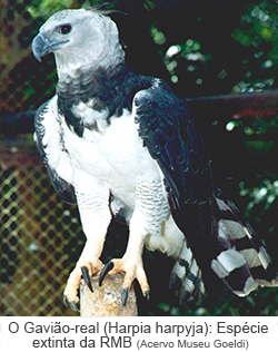 O Gavião-real (harpia harpyja): Espécie extinta da RMB