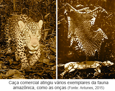 Caça comercial atingiu vários exemplares da fauna amazônica, como as onças