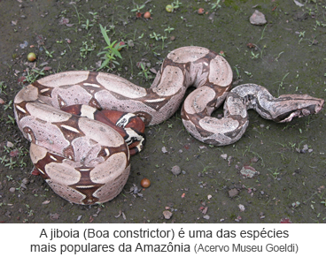Imagem da jiboia (Boa constrictor), uma das espécies mais populares da Amazônia