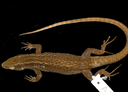 Nova espécie de lagarto, alopoglossus embera.png