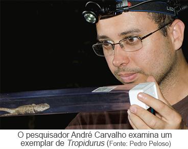 O pesquisador André Carvalho examina um exemplar de Tropidurus