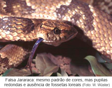 Falsa Jararaca: mesmo padrão de cores, mas pupilas redondas e ausência de fossetas loreais