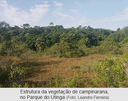 Estrutura da vegetação de campinarana, no Parque do Utinga