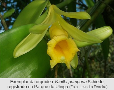 Exemplar em floração da orquídea Vanilla pompona Schiede