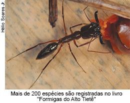Mais de 200 espécies são registradas no livro Formigas do Alto Tietê.