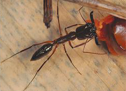 Mais de 200 espécies são registradas no livro Formigas do Alto Tietê.png