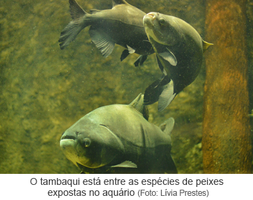 O tambaqui está entre as espécies de peixes expostas no aquário