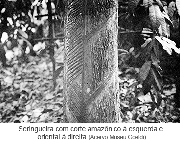 Seringueira com corte amazônico à esquerda e oriental à direita