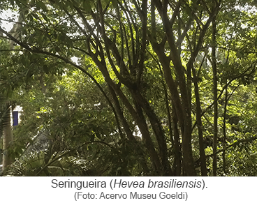 Seringueira (Hevea brasiliensis)