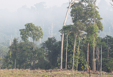 dia 5 - Simpósio Amazônia Sustentável propõem diálogo entre ciência e sociedade.png