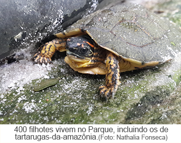 400 filhotes vivem no Parque, incluindo os te tartarugas-da-amazônia