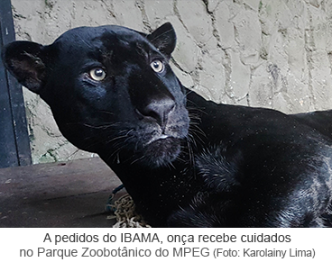 A pedidos do IBAMA, onça recebe cuidados no Parque Zoobotânico do Museu Goeldi